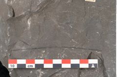 Foto (Detailansicht) von Senftenbergia crenata Lindl. et H. (NHMW-GEO-2024-0188-10946)